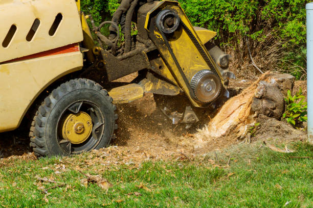 How Our Tree Care Process Works  in  Shasta Lake, CA