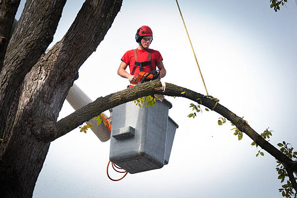 Leaf Removal in Shasta Lake, CA